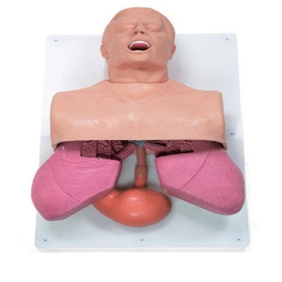 ADULT AIRWAY MANAGENENT TRAINER